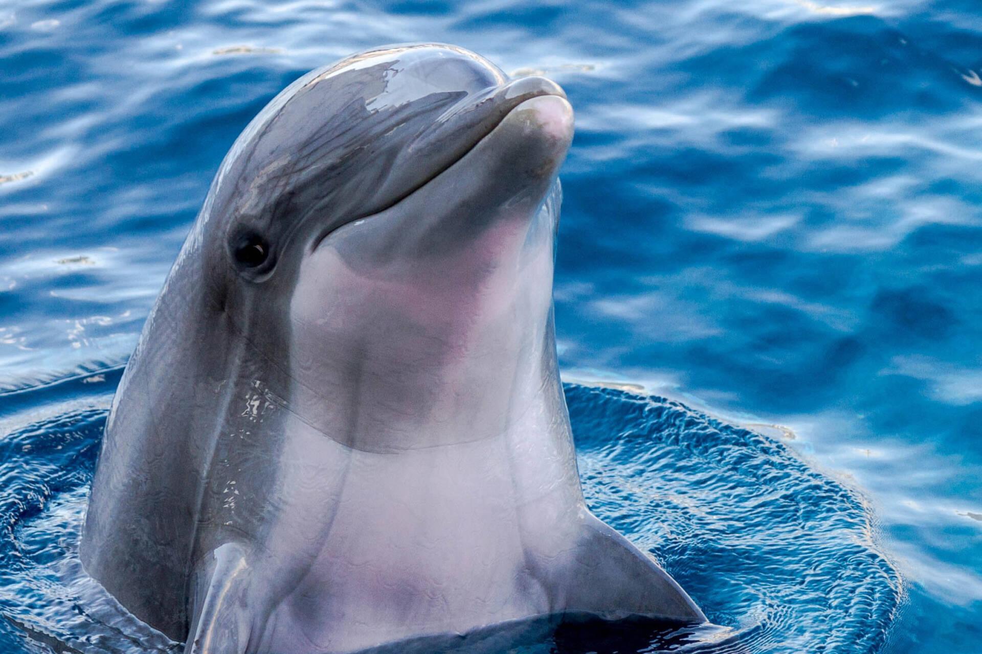 DDDelfino Profile Image